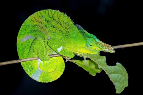 Matschie’s two-horned chamaeleon (Kinyongia matschiei), adult male, chameleon on a branch at night,