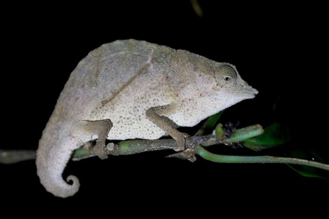 Zomba pygmy chameleon (Rieppeleon brachyurus), white chameleon on a branch at night, Amani Nature