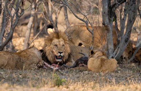 Lion (Panthera Leo) with kill, pack eats captured buffalo, adult male with prey, Moremi Game