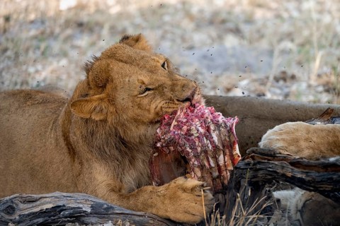 Lion (Panthera Leo) with kill, juvenile male eats the ribs of the captured buffalo, Moremi Game