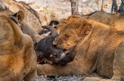 Lion (Panthera Leo) with kill, pack eats captured buffalo, young lion eats on the head of the