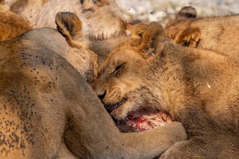 Lion (Panthera Leo) with kill, pack eats captured buffalo, Moremi Game Reserve, Botswana