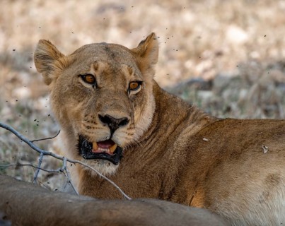 Lioness (Panthera Leo), animal portrait, Moremi Game Reserve, Botswana