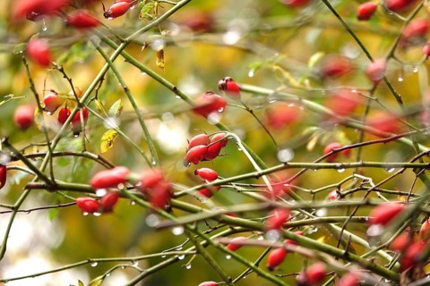 Rose hips with raindrops, autumn, Germany