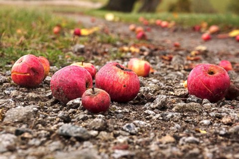 Fallen fruit, autumn time, Germany