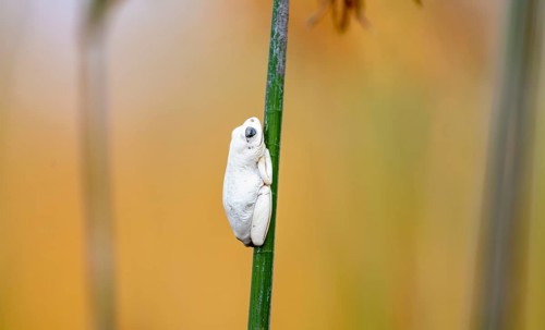 Marbled Reed Frog (Hyperolius marmoratus), white frog sitting on a papyrus, Xakanaxa Lagoon,