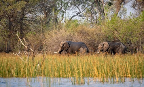 African elephant (Loxodonta africana), elephants on the riverbank between river grass, Thamalakane