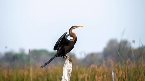 African Darter (Anhinga rufa), sitting on a dead tree, spreading wings, Thamalakane River, Okavango