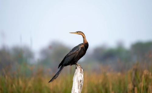 African Darter (Anhinga rufa) sitting on a dead tree, Thamalakane River, Okavango Delta, Botswana