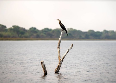 African Darter (Anhinga rufa) sitting on a dead tree in the river, Thamalakane River, Okavango