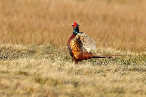 Pheasant, hunting pheasant (Phasianus colchicus), adult male bird courting in a meadow, area