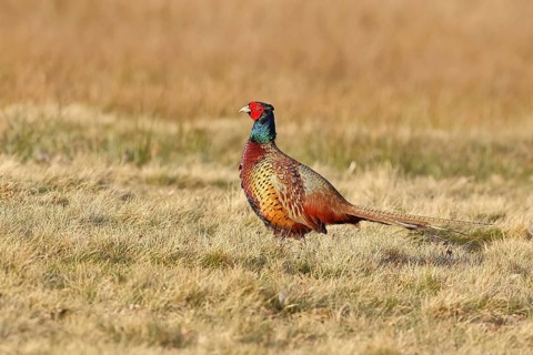 Pheasant, hunting pheasant (Phasianus colchicus), adult male bird in a meadow, wildlife, lembruch,