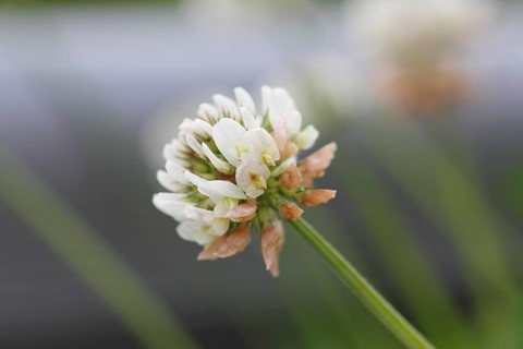 White clover (Trifolium repens), single flower, North Rhine-Westphalia, Germany