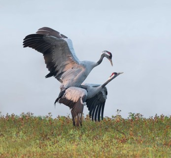 Crane (Grus grus), cranes near the copula, mating in a wetland, wetland, Lower Saxony, Germany