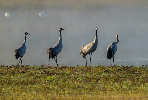 Crane (Grus grus), four cranes standing on a wet meadow in a wetland in front of a body of water,