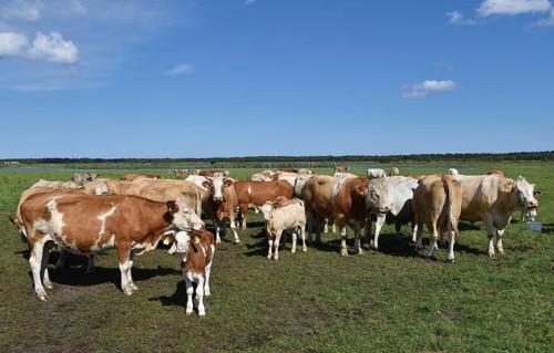 Cattle, on a pasture on the Prerower Strom on the Darß peninsula, Mecklenburg-Western Pomerania,