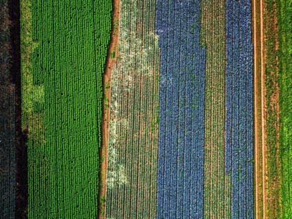 Top down view of red and green cabbage field from a drone, Devon, England, United Kingdom