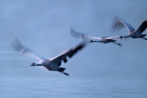 Crane (Grus grus) three cranes flying over a lake in morning light, motion blur, long exposure,