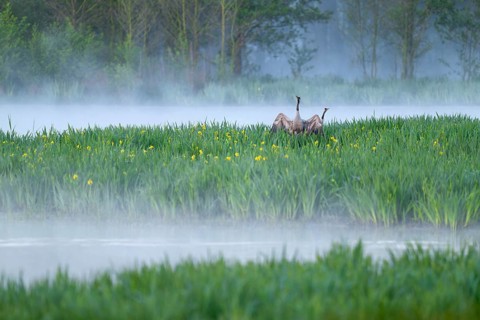 Crane (Grus grus), cranes courting in a wetland, wet meadow with swamp iris (Iris pseudacorus),