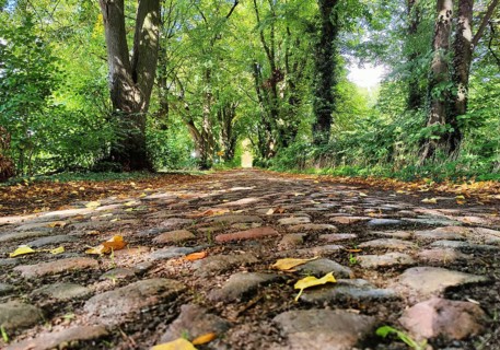 Kastanienallee with cobblestones, Rauschendorf district of the municipality of Sonnenberg,