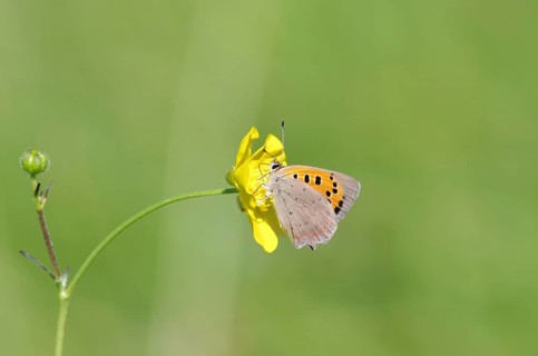 Small moth (Lycaena phlaeas), macro, bulbous buttercup, yellow, colorful, nectar, meadow, The moth