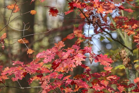 Close-up of red autumn leaves on a tree glowing intensely in warm shades, Nettetal
