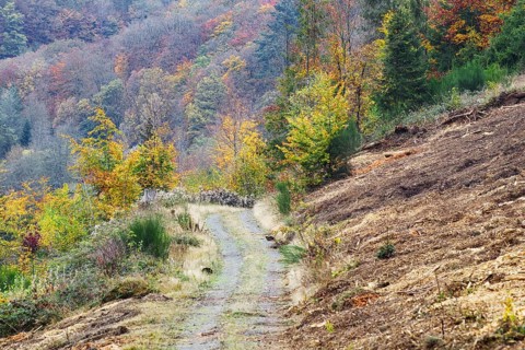 Forest trail lined with colorful autumn trees, the leaves show a variety of colors, Freudenberg