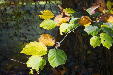 Autumn leaf mix in bright light on a tree with a pond in the background, Nettetal