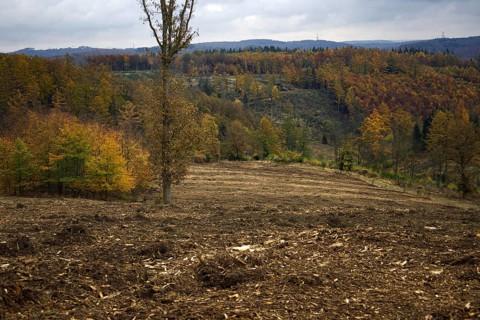 Cleared forest with a view of hills full of colorful autumn trees, Freudenberg North