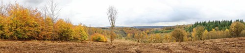 Panoramic picture of a vast autumn forest with varied colors, Freudenberg North Rhine-Westphalia