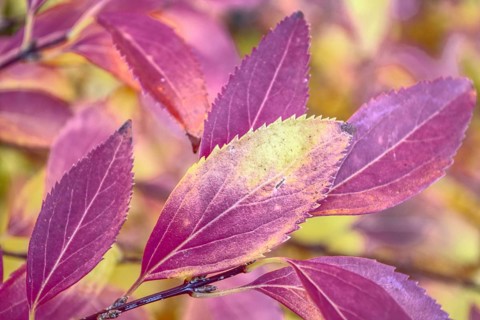 Close-up of purple leaves with autumn colors, Siegen