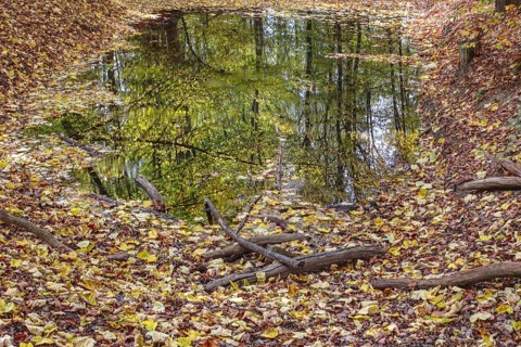 Autumn pond with leaves and trees reflecting in the water, Netphen