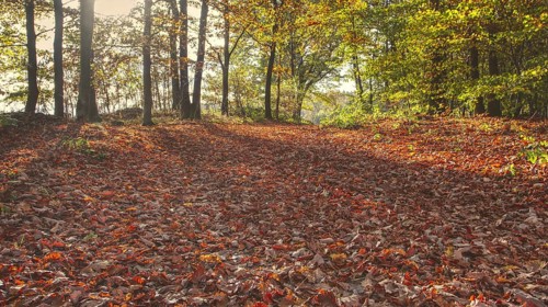 Sun-drenched forest with reddish brown autumn leaves on the ground, Siegen
