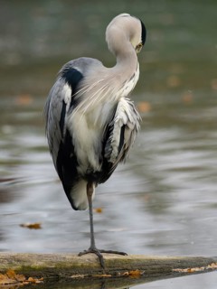A gray heron taking care of plumage, Ruhrpott, North Rhine-Westphalia, Germany