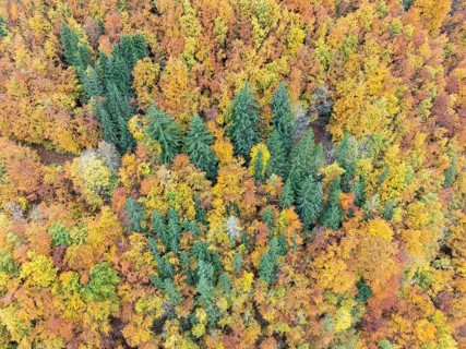 Aerial view, top-down view of an autumn-colored mixed forest, mainly consisting of red beech and