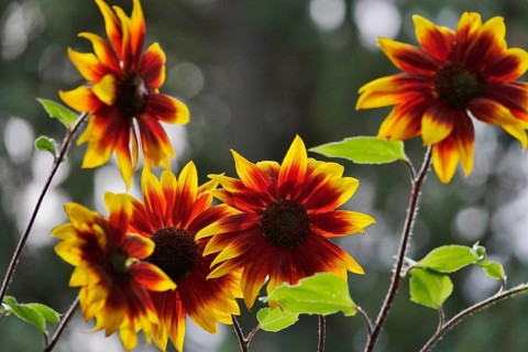 Red sunflowers, September, Germany