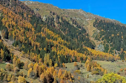 Forest in colorful autumn dress, Val d'Hérens, Valais, Switzerland