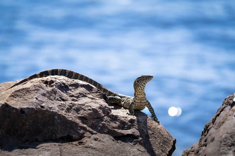 Monitor Lizard, Varanus niloticus, curious looking to the right, sitting on a rock at the edge of