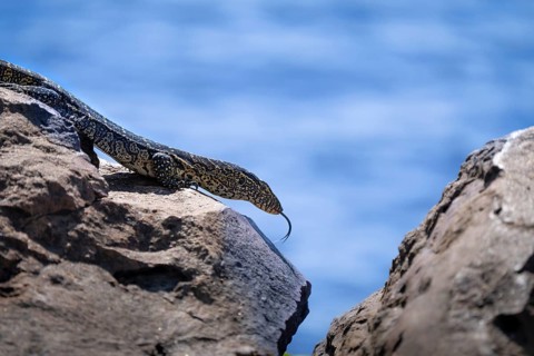 Monitor Lizard, Varanus niloticus, curious climbing on a rock at the edge of the Chobe River. Chobe