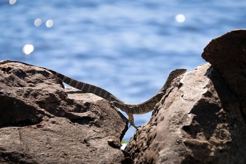 Monitor Lizard, Varanus niloticus, climbing over a gap between two rocks at the edge of the Chobe