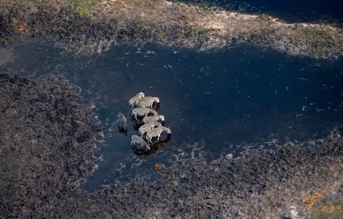 Steppe zebras (Equus quagga) drinking by the river, aerial view, Okavango Delta, Botswana