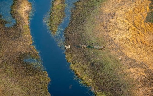 Steppe zebras (Equus quagga), on the river, aerial view, Okavango Delta, Botswana