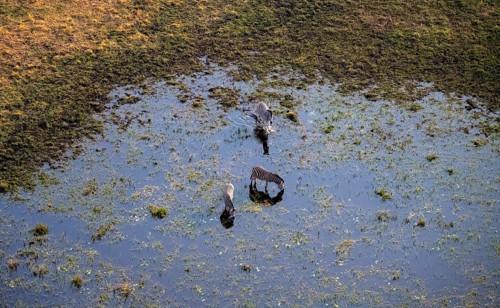 Three steppe zebras (Equus quagga) drinking by the river, aerial view, Okavango Delta, Botswana