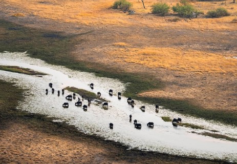 Kaffir buffalo (Syncerus caffer caffer), flock in river, aerial view, Okavango Delta, Botswana