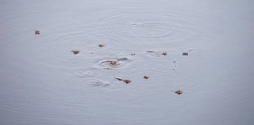 Hippos (Hippopatamus amphibius), group in water, aerial view, Okavango Delta, Botswana
