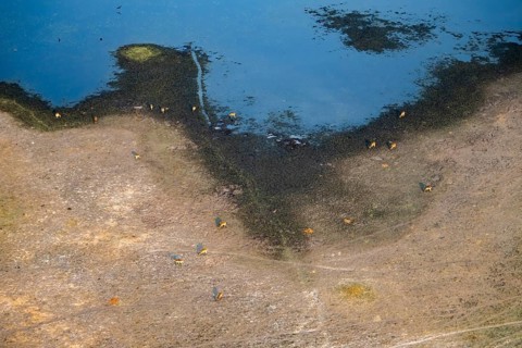 Herd of letschwe (Kobus leche), lychee bog antelope, riverbank, river landscape, aerial view,