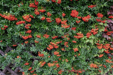 Firethorn (Pyracantha), Bavaria, Germany
