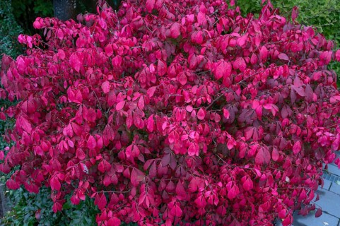 Spindle wing shrub (Euonymus alatus), Bavaria, Germany