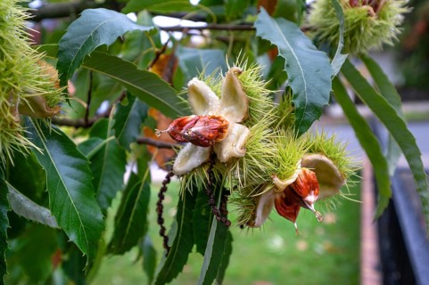 Fruits of cracked sweet chestnuts (Castanea sativa), Bavaria, Germany