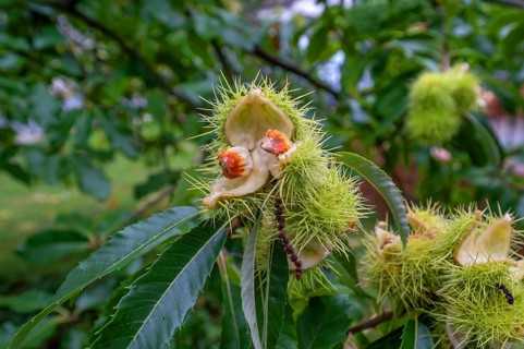 Fruit of a cracked sweet chestnut (Castanea sativa), Bavaria, Germany